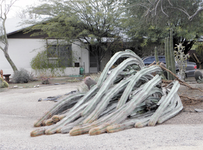 organ pipe cactus